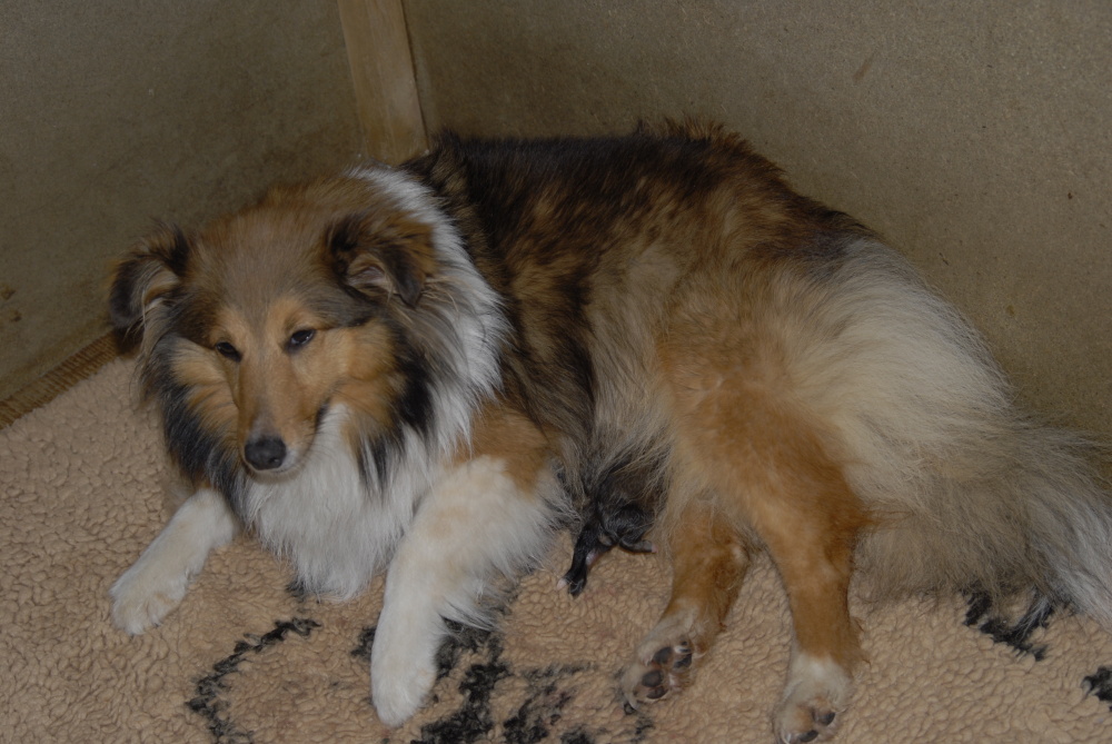 22h00, un premier chiot de Cannelle est n ! ...